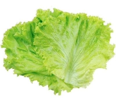 Lechuga
